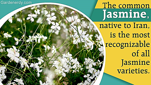 Een verbluffende lijst van jasmijnplantenrassen