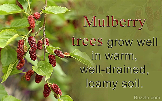 Mulberry Tree Fakten, die absolut überzeugend zu lesen sind