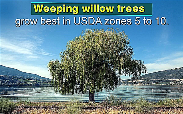 Maklumat Pokok Willow Menangis