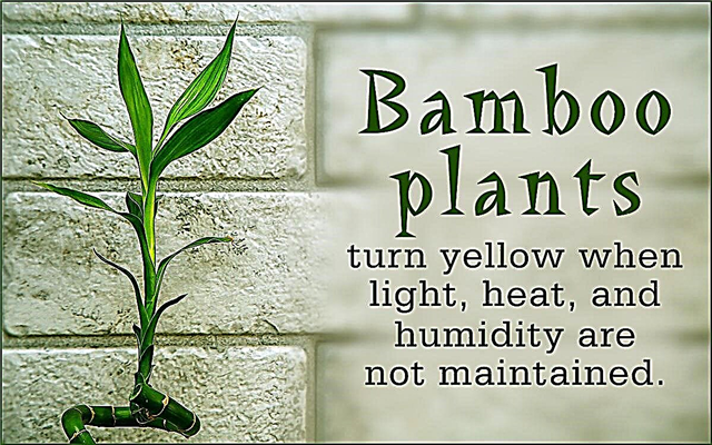 Αποκαλύφθηκε: Γιατί τα τυχερά φυτά μπαμπού γίνονται κίτρινα;