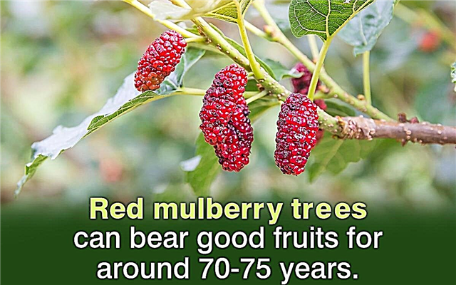 Mulberry Tree-identificatie