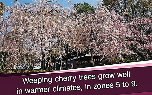 수양 벚나무 정보