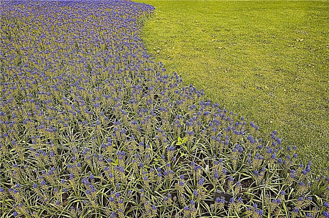 5 najjednoduchších tipov, ako sa starať o lesklý zelený vodný hyacint