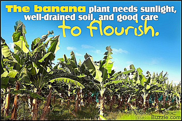 Útmutató a banánnövény-ápoláshoz, amelyet hamarabb megtalálna