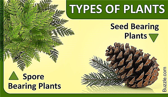 I diversi tipi di piante spiegati con le immagini