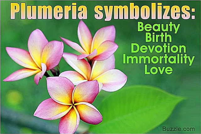 زهرة Plumeria المعنى - رمزية عميقة في الثقافات المختلفة