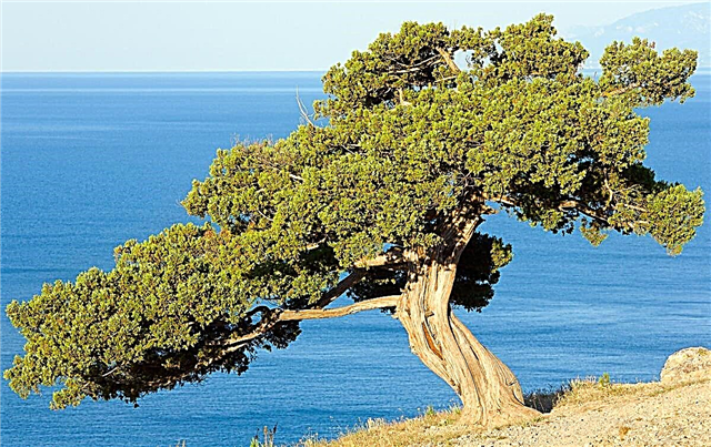 Savjeti za obrezivanje smreke bonsai
