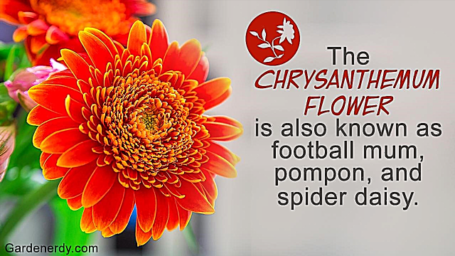 Majestetisk symbolikk og betydningen av gylden blomst av krysantemum