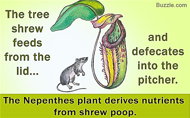 Maklumat Mengenai Pitcher Plant Dengan Gambar Menakjubkan