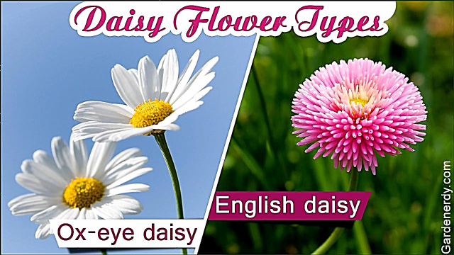 Daisy-kukkien tyypit, joissa on pin-arvoisia kuvia