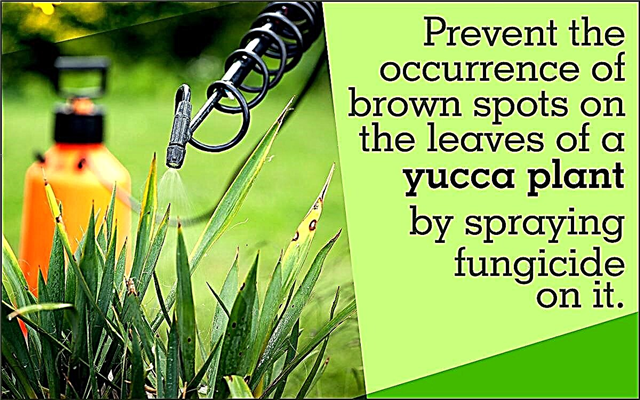 Bolezni, ki vplivajo na rastline Yucca, in načine za nadzor nad njimi
