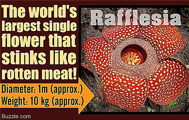 Apbrīnojami raflesijas ziedu fakti, kas atstās jūs neizpratnē