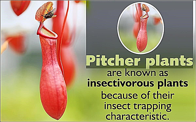 Γεγονότα για το Pitcher Plant