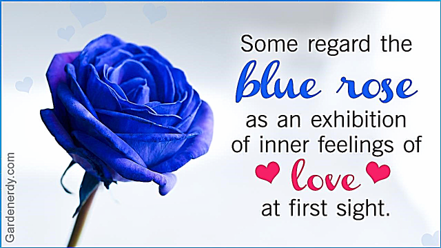 Symbolische Bedeutung von blauen Rosen, die Sie verblüfft