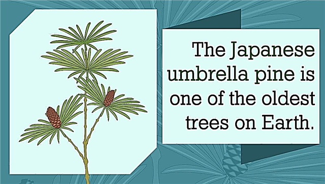 Japán fenyőfa
