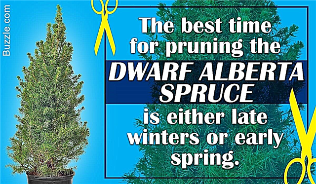 Rundown Singkat tentang Dwarf Alberta Spruce Care