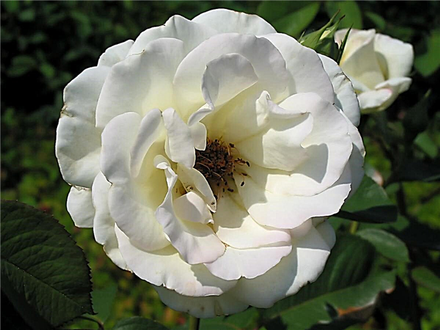Significado de la rosa blanca que tanto ansiaba conocer
