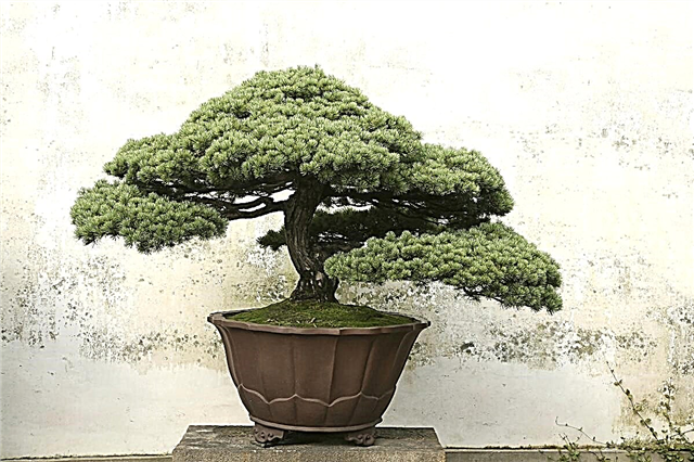Bonsai Tree Betydelse