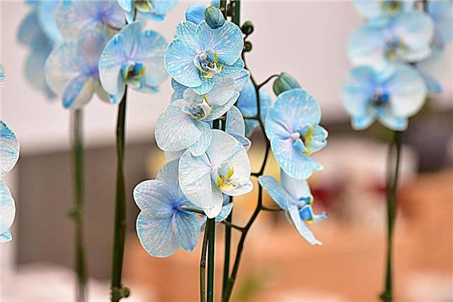Orhideju ziedu nozīme un simbolika: patiešām interesanta lasāmviela