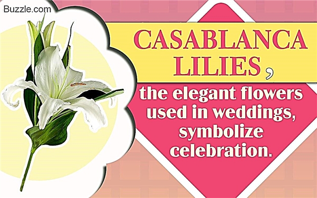 Pomen Casablanca Lily - sreče in praznovanj
