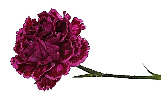 Makna Bunga Anyelir Berbagai Warna: Menarik Saja!