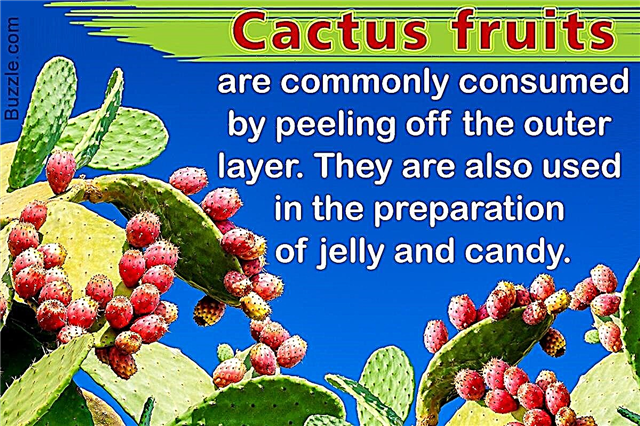 Egyszerűen lenyűgöző kaktusz növényi tények