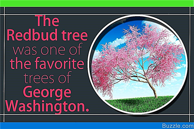 Številna dejstva o drevesu Redbud, ki omogočajo zanimivo branje