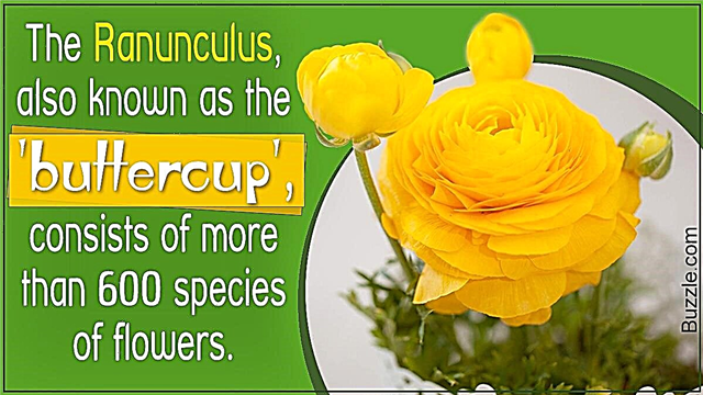 Tipy, jak prodloužit období kvetení Ranunculus