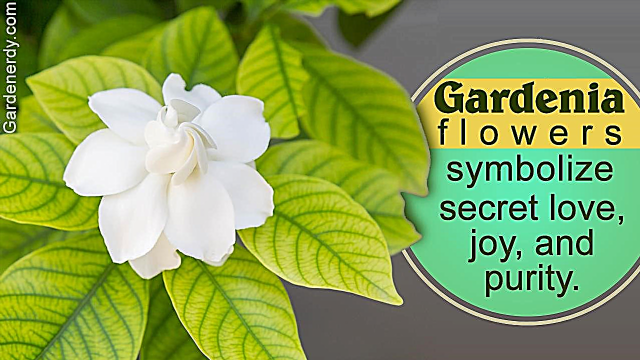 Gardenia lillede sümboolne tähendus, mida soovite alati teada saada