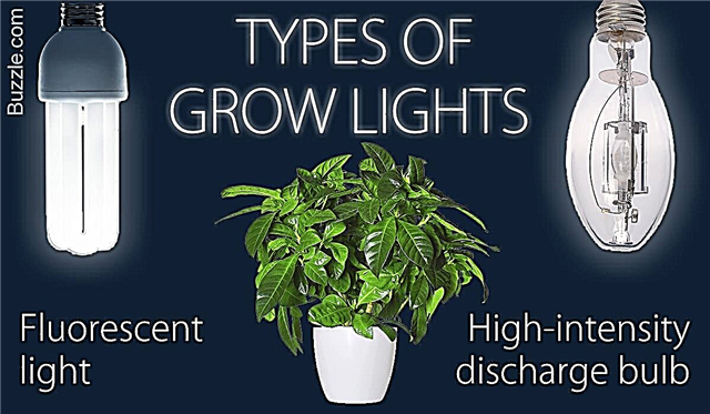 En kort guide til valg af de bedste vækstlys til indendørs planter