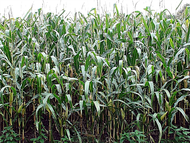 Una guida pratica su come prendersi cura delle piante di mais