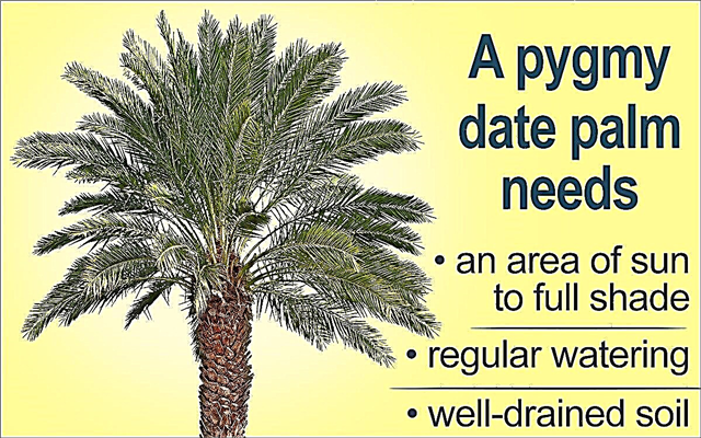 Пігмей Фініковий догляд за пальмами