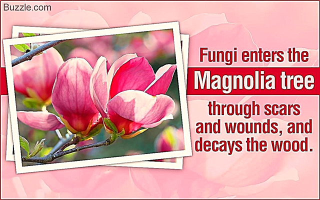 Morate biti svjesni bolesti koje utječu na drveće magnolije