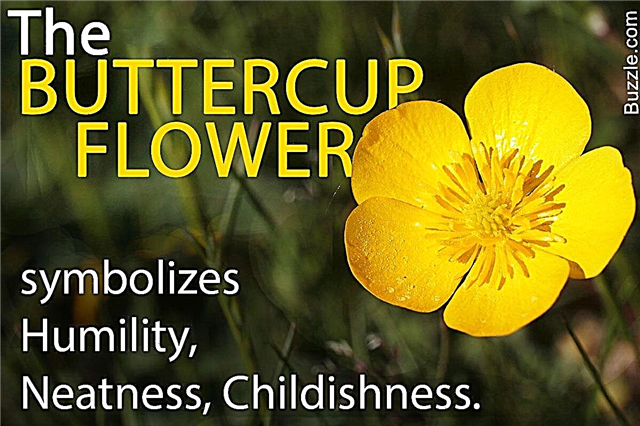 Информация за слънчевите жълти и весели цветя на лютиче