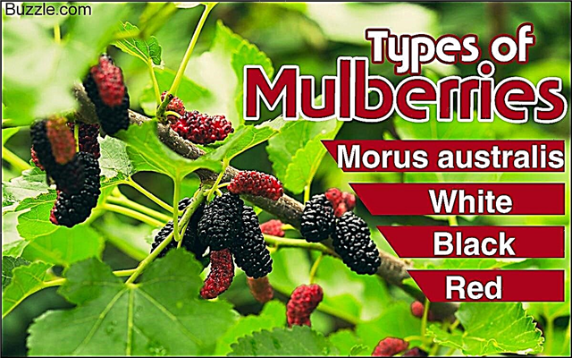 Cara Merawat Pokok Mulberry yang Meratap dengan Betul