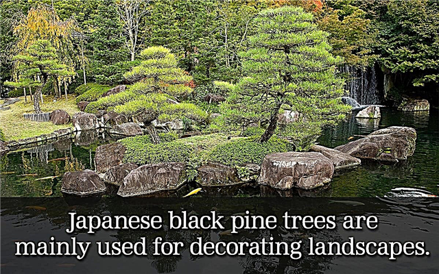 סוגי עצי אורן שחורים