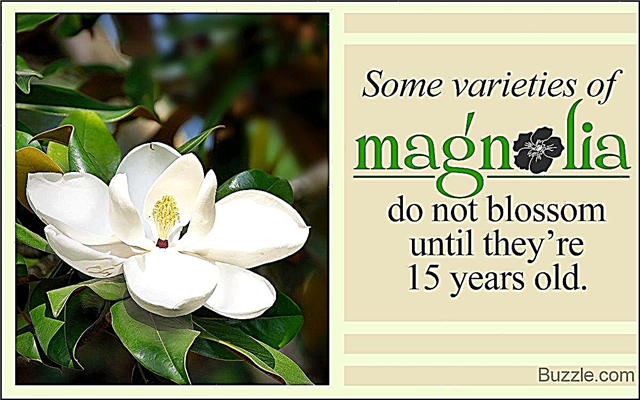 Magnolijas koks un tā daudzās apbrīnojamās šķirnes