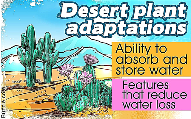 A sivatagi növények átfogó listája, amelyet még soha senki nem adott Önnek