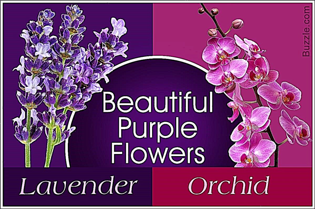 Nazwy fioletowych kwiatów - zarejestrowano w pięknej galerii zdjęć