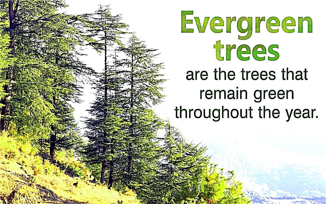 Evergreen Tree Identification