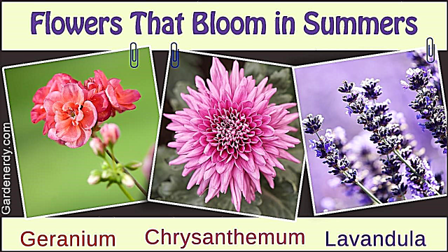 En lista över fleråriga blommor som blommar hela sommaren (med bilder)