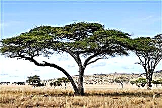 Fatti dell'albero di acacia