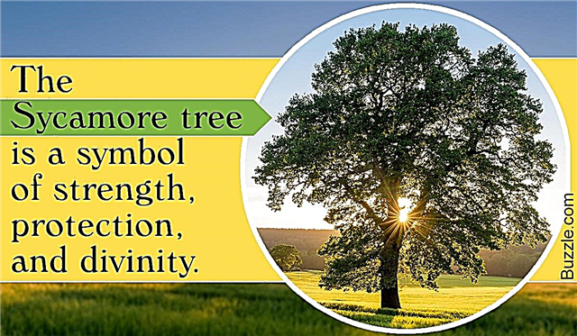 Stupefying Sycamore Tree Fakta som lar deg forbløffe