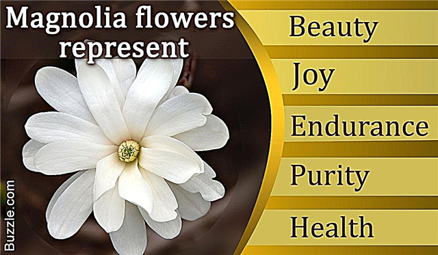 Magnolijas zieda interesanta nozīme un simbolika