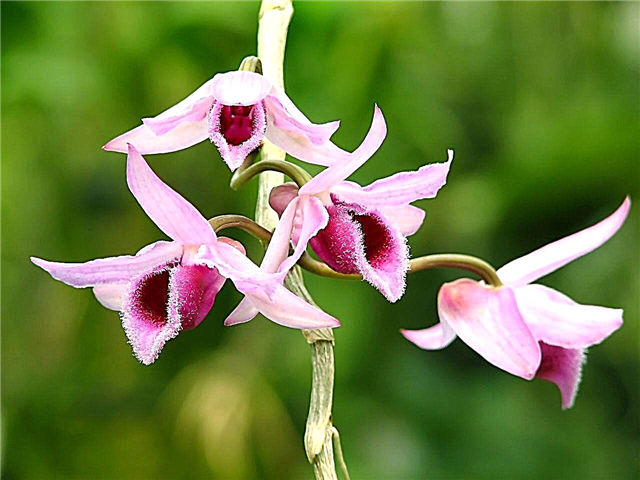 Мислите да знате како да се бринете о млевеним орхидејама? Прочитај ово