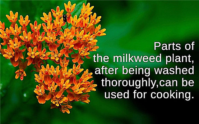 Млечни растения