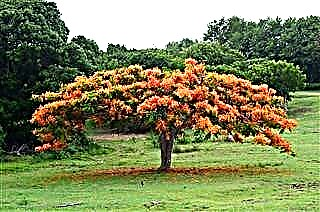Una guía para cultivar y cuidar un árbol real de Poinciana