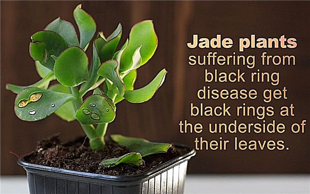 Penyakit Tanaman Jade