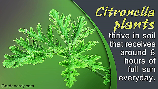 Havearbejde Tips til pleje og sikre vitalitet af Citronella Plant