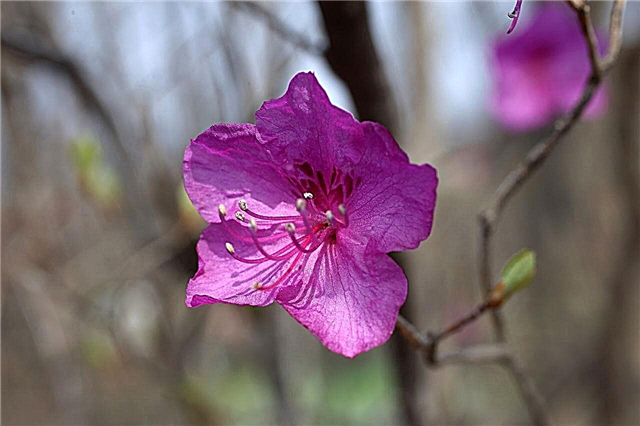 Vanlige sykdommer som vanligvis observeres i Rhododendron-planter